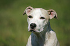 Staffordshire Bullterrier