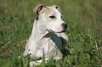 Staffordshire Bullterrier