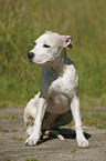 Staffordshire Bullterrier