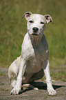 Staffordshire Bullterrier