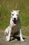 Staffordshire Bullterrier