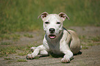 Staffordshire Bullterrier