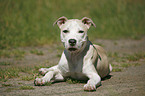 Staffordshire Bullterrier