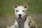 Staffordshire Bullterrier