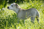 Staffordshire Bullterrier