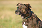 American Staffordshire Terrier Portrait