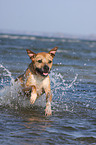 running American Staffordshire Terrier