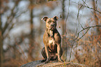 sitting American Staffordshire Terrier