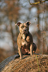 sitting American Staffordshire Terrier