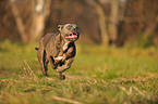 running American Staffordshire Terrier