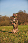 American Staffordshire Terrier shows trick