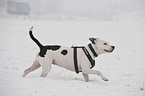 running American Staffordshire Terrier