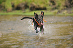 playing American Staffordshire Terrier