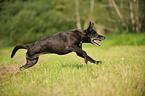 running American Staffordshire Terrier