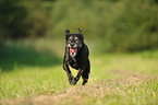 running American Staffordshire Terrier