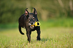 playing American Staffordshire Terrier