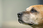 old American Staffordshire Terrier