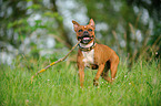 playing American Staffordshire Terrier