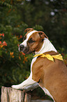 American Staffordshire Terrier