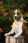 American Staffordshire Terrier