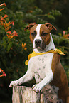 American Staffordshire Terrier