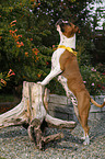 American Staffordshire Terrier