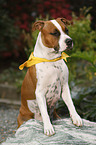 American Staffordshire Terrier
