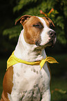 American Staffordshire Terrier Portrait