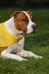 lying American Staffordshire Terrier