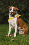 sitting American Staffordshire Terrier