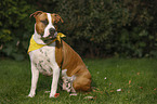 sitting American Staffordshire Terrier