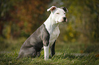 young American Staffordshire Terrier