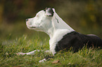 young American Staffordshire Terrier