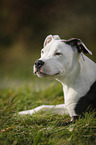 young American Staffordshire Terrier