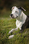 young American Staffordshire Terrier