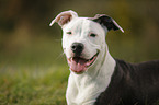 young American Staffordshire Terrier