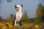young American Staffordshire Terrier