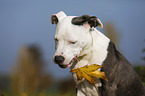 young American Staffordshire Terrier