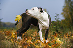 young American Staffordshire Terrier