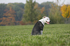 young American Staffordshire Terrier