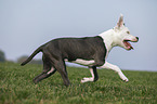 young American Staffordshire Terrier