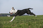 young American Staffordshire Terrier