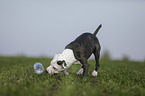 young American Staffordshire Terrier