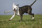 young American Staffordshire Terrier