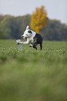 young American Staffordshire Terrier
