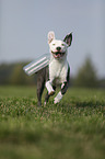 young American Staffordshire Terrier