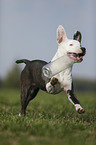 young American Staffordshire Terrier