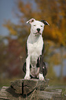 young American Staffordshire Terrier