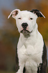 young American Staffordshire Terrier