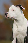 young American Staffordshire Terrier